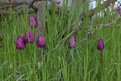 Blüten 