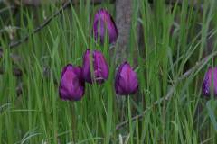 Blüten 