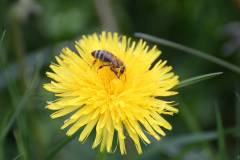 Insekten/Weichtiere 