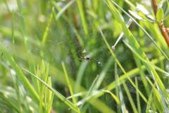 Insekten/Weichtiere 