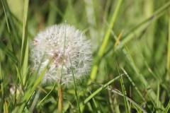 Blüten 