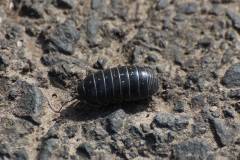 Insekten/Weichtiere 