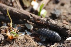 Insekten/Weichtiere 